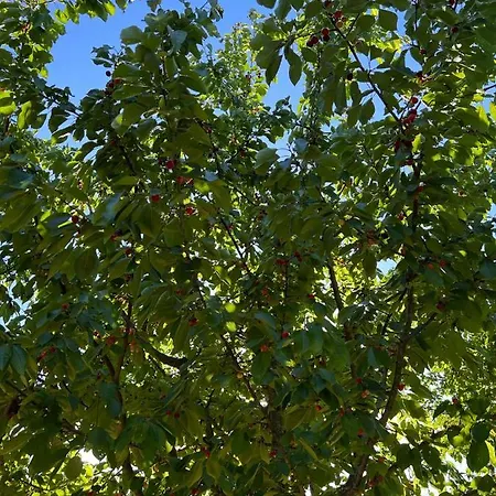 Borgo Al Canto Degli Alberi アパート *